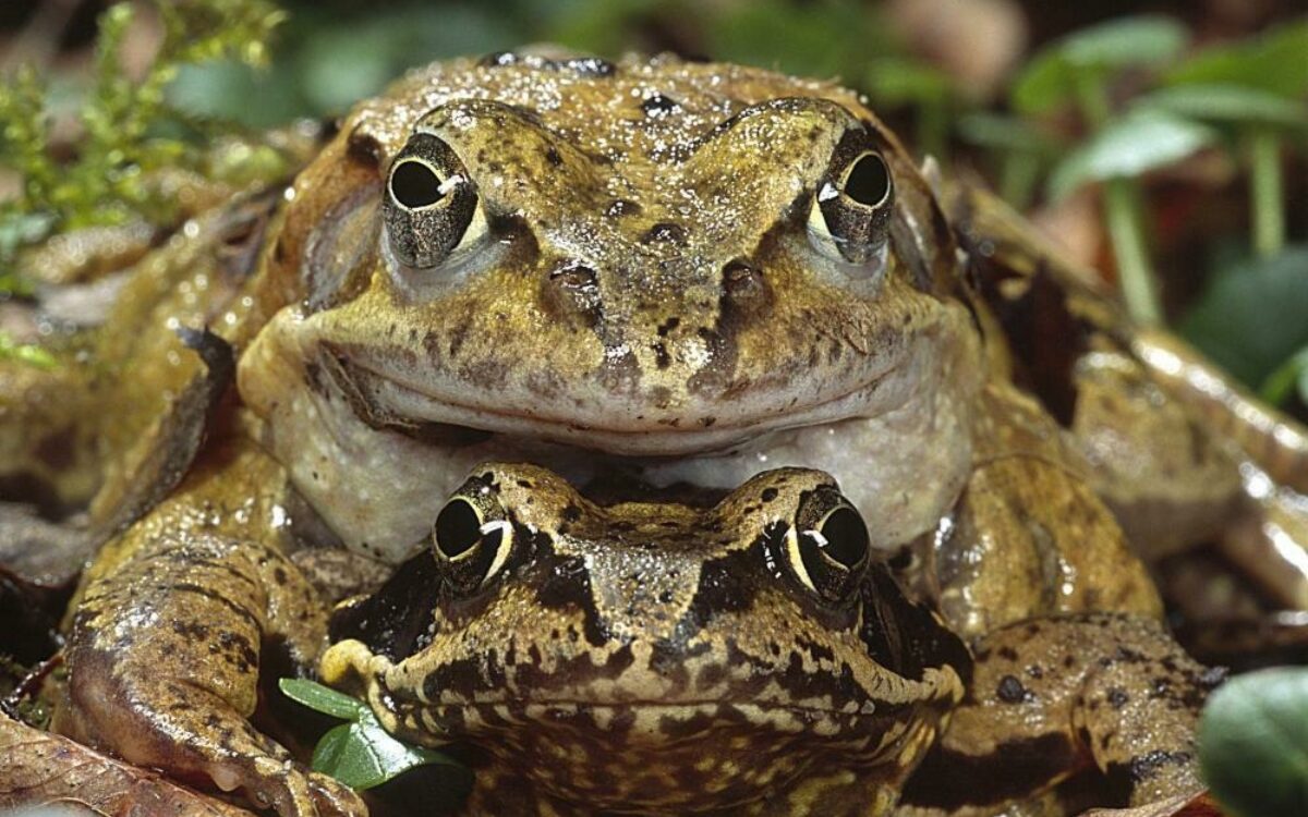 1613645971grasfrosch foto w wilner 1613645971grasfrosch foto w wilner